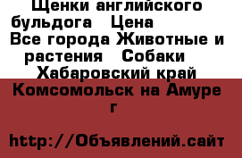 Щенки английского бульдога › Цена ­ 40 000 - Все города Животные и растения » Собаки   . Хабаровский край,Комсомольск-на-Амуре г.